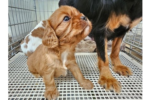 成約済の愛知県のキャバリアキングチャールズスパニエル-344147の2枚目
