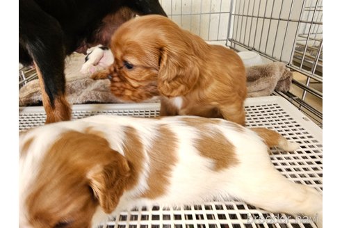 成約済の愛知県のキャバリアキングチャールズスパニエル-344147の3枚目