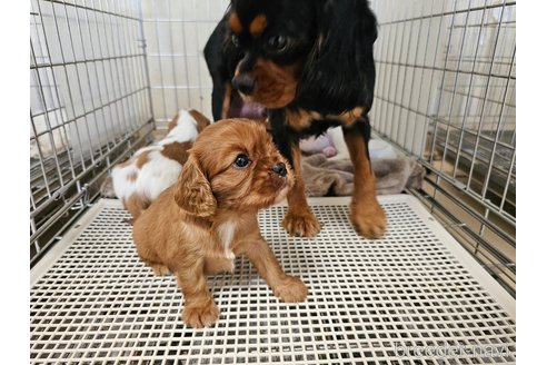 成約済の愛知県のキャバリアキングチャールズスパニエル-344147の4枚目