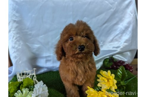 成約済の愛知県のトイプードル-327274の2枚目