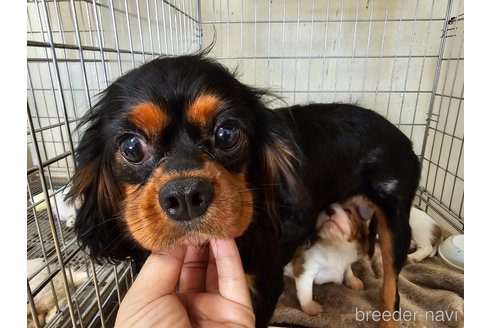 ののキャバリアキングチャールズスパニエル-
