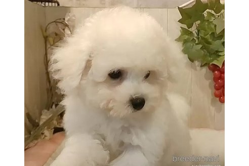 成約済の愛知県のビションフリーゼ-344163の3枚目
