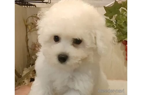 成約済の愛知県のビションフリーゼ-344163の2枚目