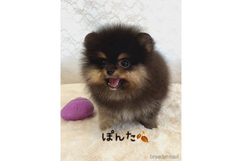 成約済の岡山県のポメラニアン-341412の3枚目
