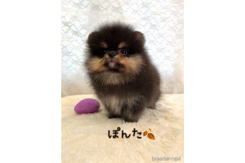 成約済の岡山県のポメラニアン-341412の2枚目