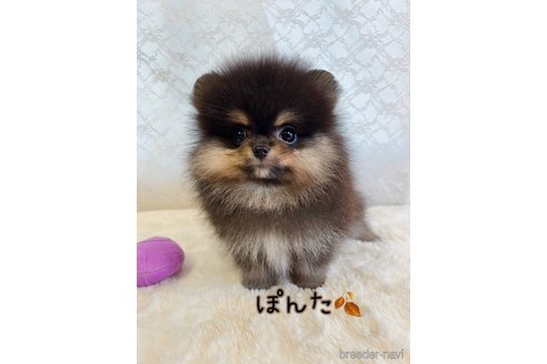 成約済の岡山県のポメラニアン-341412の1枚目