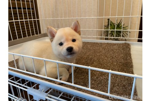 成約済の兵庫県の豆柴-344170の4枚目