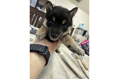 成約済の千葉県の柴犬-344168の7枚目
