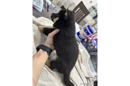 成約済の千葉県の柴犬-344168の8枚目
