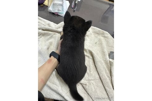 成約済の千葉県の柴犬-344168の9枚目