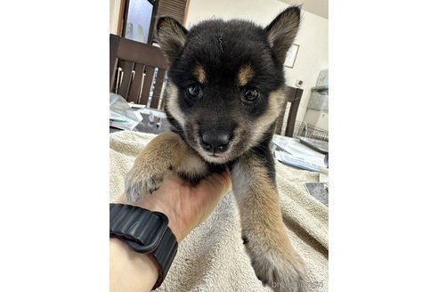 成約済の千葉県の柴犬-344168の10枚目