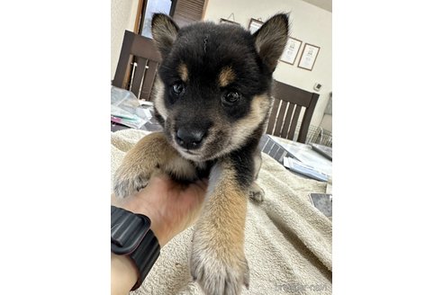成約済の千葉県の柴犬-344168の11枚目