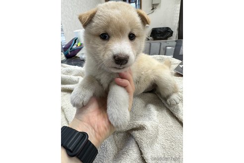 成約済の千葉県の柴犬-344171の6枚目