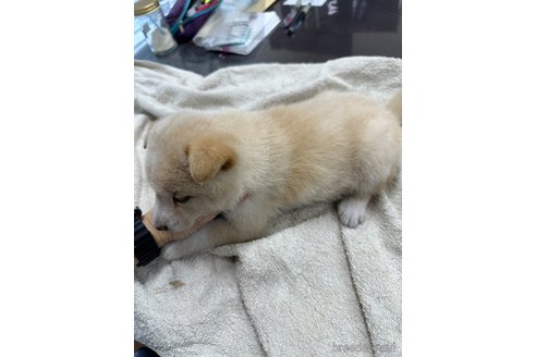 成約済の千葉県の柴犬-344171の7枚目