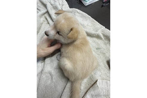成約済の千葉県の柴犬-344171の8枚目