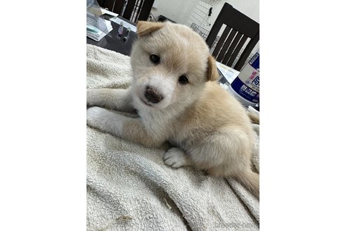 成約済の千葉県の柴犬-344171の9枚目