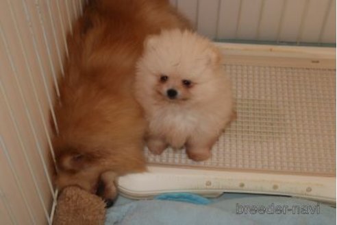 成約済の静岡県のポメラニアン-336665の11枚目
