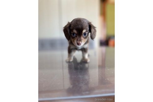 成約済の静岡県のチワックス:チワワ×ミニチュアダックスフンド-344176の8枚目