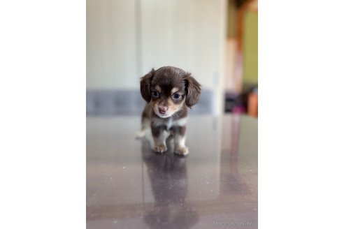 成約済の静岡県のチワックス:チワワ×ミニチュアダックスフンド-344176の6枚目