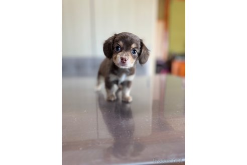 成約済の静岡県のチワックス:チワワ×ミニチュアダックスフンド-344176の7枚目