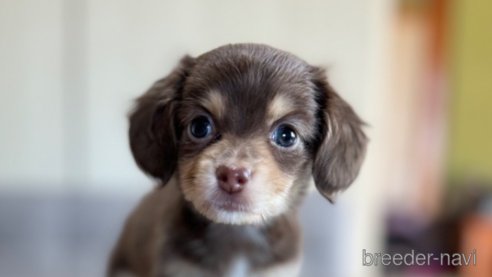 成約済の静岡県のチワックス:チワワ×ミニチュアダックスフンド-344176の5枚目