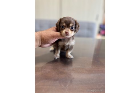 成約済の静岡県のチワックス:チワワ×ミニチュアダックスフンド-344180の4枚目