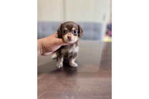 成約済の静岡県のチワックス:チワワ×ミニチュアダックスフンド-344180の2枚目