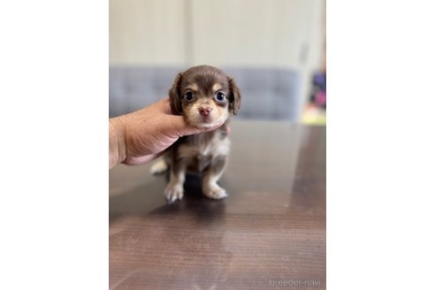 成約済の静岡県のチワックス:チワワ×ミニチュアダックスフンド-344180の5枚目