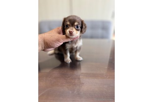 成約済の静岡県のチワックス:チワワ×ミニチュアダックスフンド-344180の3枚目