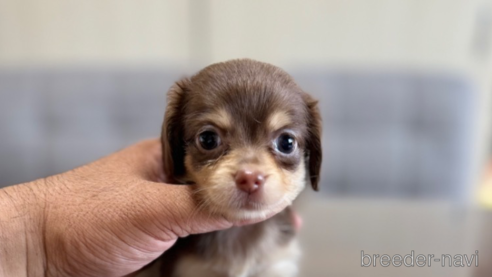 成約済の静岡県のチワックス:チワワ×ミニチュアダックスフンド-344180の1枚目