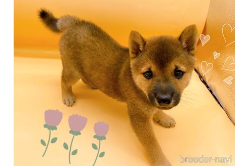 成約済の東京都の豆柴-344185の2枚目