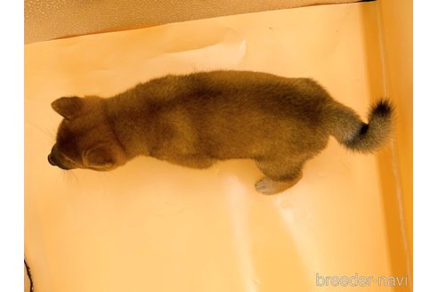 成約済の東京都の豆柴-344185の3枚目