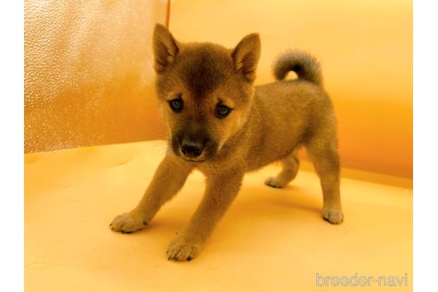 成約済の東京都の豆柴-344185の4枚目