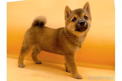 成約済の東京都の豆柴-344185の5枚目