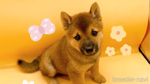 成約済の東京都の豆柴-344185の1枚目