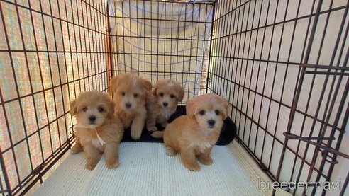 成約済の茨城県のマルプー:マルチーズ×トイプードル-342956の2枚目