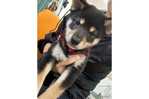 成約済の千葉県の柴犬-339311の1枚目