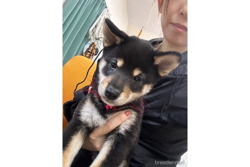 成約済の千葉県の柴犬-339311の5枚目
