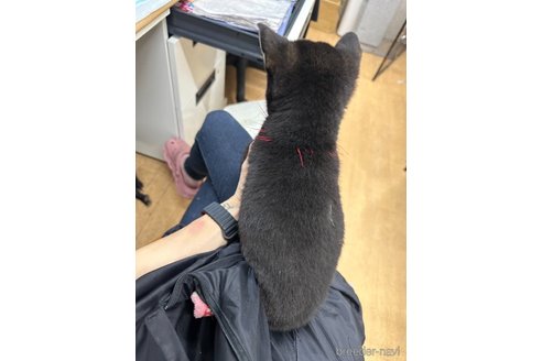成約済の千葉県の柴犬-339311の2枚目