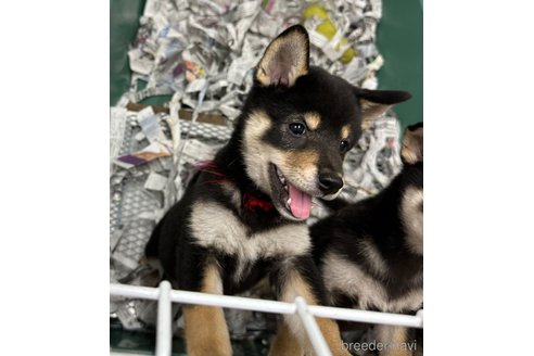 成約済の千葉県の柴犬-339311の3枚目