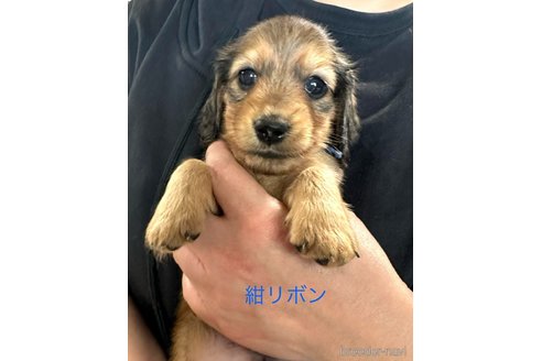 成約済の愛知県のミニチュアダックスフンド(ロングヘアード)-344192の2枚目