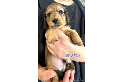 成約済の愛知県のミニチュアダックスフンド(ロングヘアード)-344192の4枚目