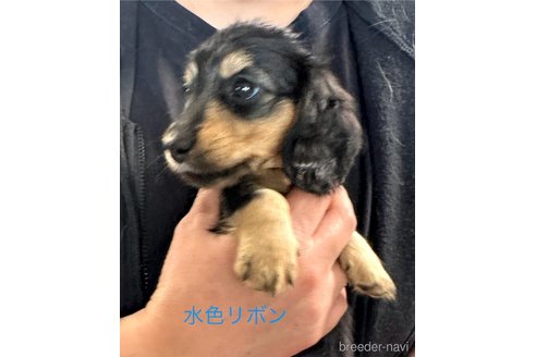 成約済の愛知県のミニチュアダックスフンド(ロングヘアード)-344193の2枚目