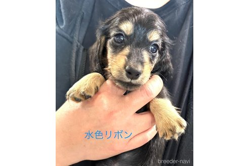 成約済の愛知県のミニチュアダックスフンド(ロングヘアード)-344193の4枚目