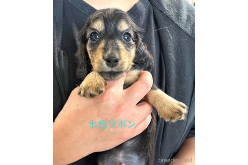 成約済の愛知県のミニチュアダックスフンド(ロングヘアード)-344193の1枚目