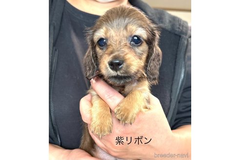 成約済の愛知県のミニチュアダックスフンド(ロングヘアード)-344194の2枚目