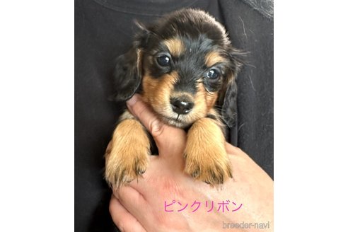 成約済の愛知県のミニチュアダックスフンド(ロングヘアード)-344196の1枚目