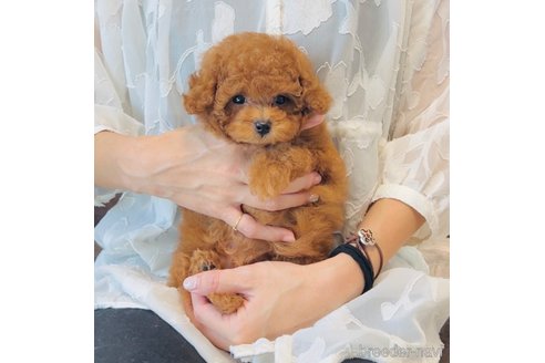 成約済の福岡県のティーカッププードル-340196の3枚目