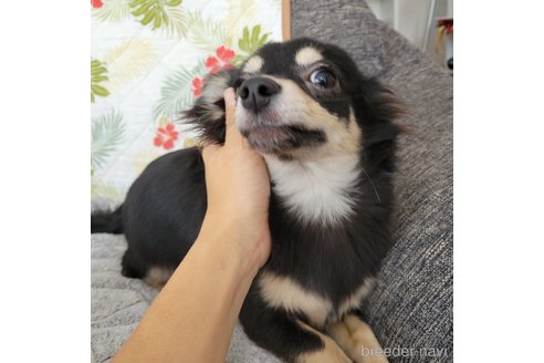 成約済の神奈川県のチワックス:チワワ×ミニチュアダックスフンド-310282の5枚目