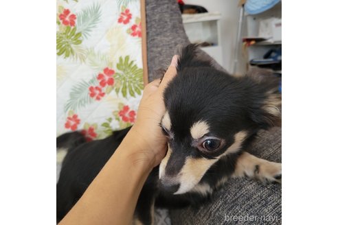 成約済の神奈川県のチワックス:チワワ×ミニチュアダックスフンド-310282の3枚目